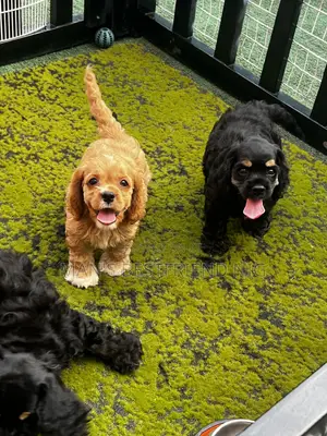 1-3 months Female Purebred Cocker Spaniel