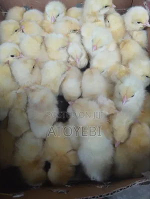 Layer's Breeders for Sale