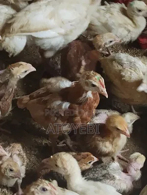 5 Weeks Layer for Sale