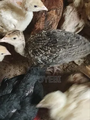 Local Turkey for Sale