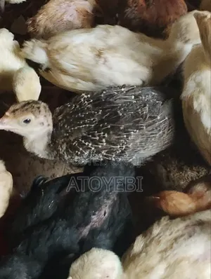 Local Turkey for Sale