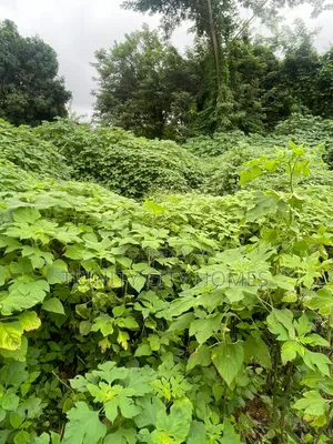 3plots of Land Available at Parakin Estate Ile-Ife