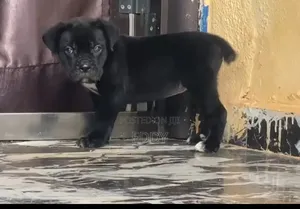 1-3 months Male Purebred Cane Corso