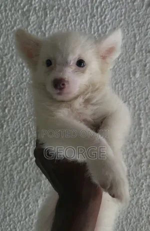 1-3 months Female Purebred American Eskimo