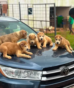 1-3 months Female Purebred Alabai