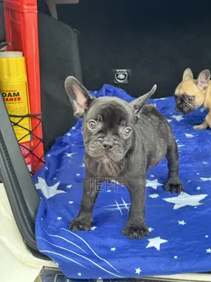 1-3 months Female Purebred French Bulldog