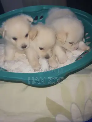 1-3 months Male Purebred American Eskimo