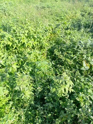 3,560sqm Residential Land at Iyaganku