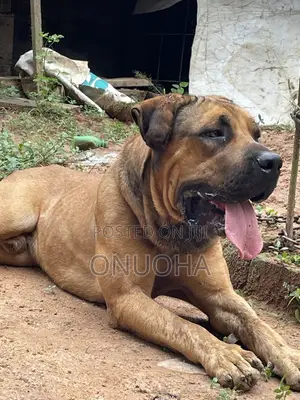1+ year Male Purebred Boerboel