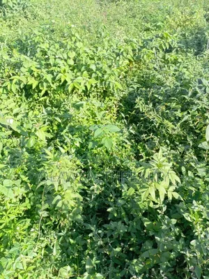 2,400sqm Commercial Land at AGODI GRA