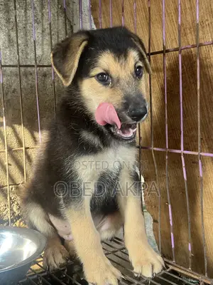 1-3 months Male Purebred German Shepherd