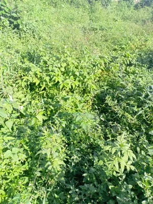 3,500sqm Mixed-Use Land at AGODI GRA