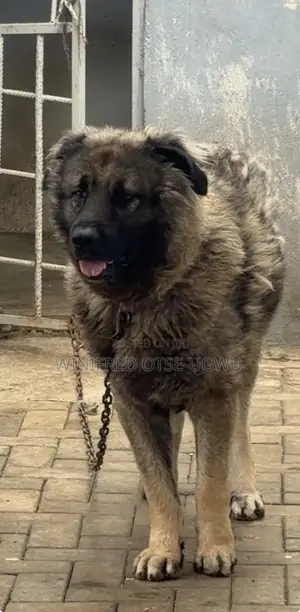 1+ year Male Purebred Caucasian Shepherd