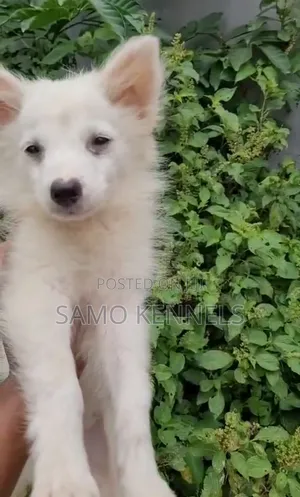 1-3 months Male Purebred American Eskimo