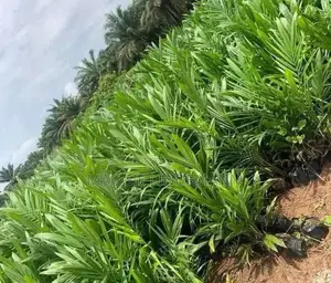 Seedlings: Palm Fruit; Avocado; Blackpear; Cocoa;orange; Guava; Ogbono