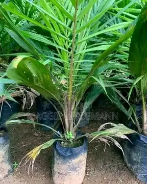 Palmfruit Seedlings. Just 1,000 Per Seedling