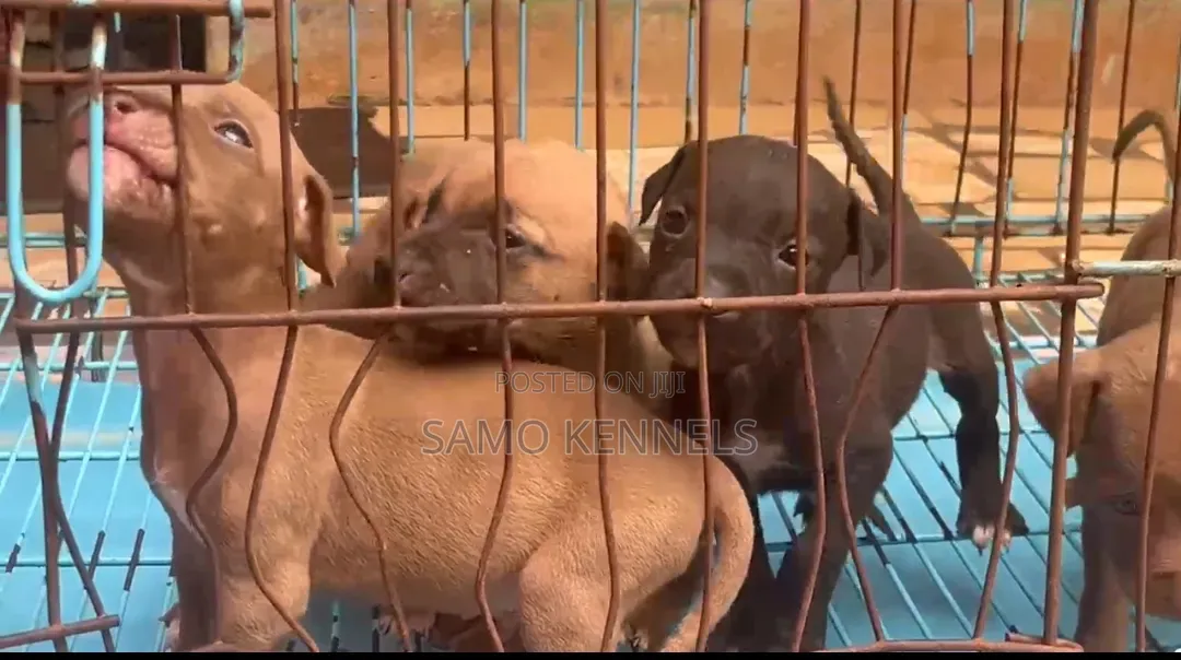 1-3 months Male Purebred American Pit Bull Terrier
