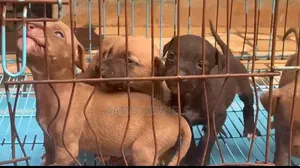 1-3 months Male Purebred American Pit Bull Terrier