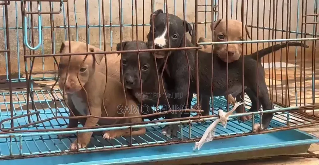 1-3 months Male Purebred American Pit Bull Terrier