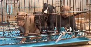 1-3 months Male Purebred American Pit Bull Terrier