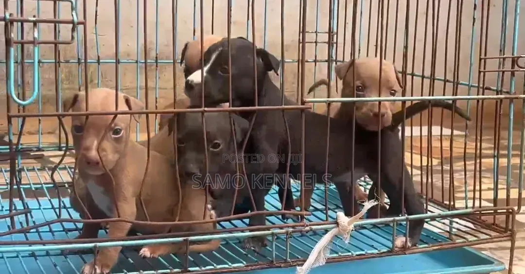 1-3 months Male Purebred American Pit Bull Terrier