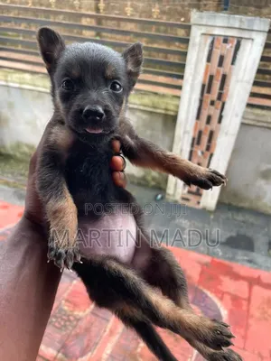 1-3 months Female Purebred German Shepherd
