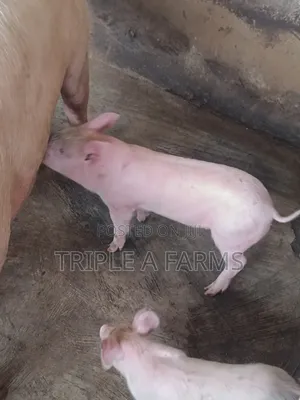 Pigs: TN Weaners Available for Sale