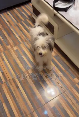 6-12 months Female Purebred Lhasa Apso