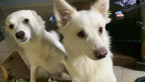 6-12 months Male Purebred American Eskimo