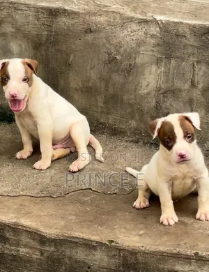 1-3 months Male Purebred American Pit Bull Terrier