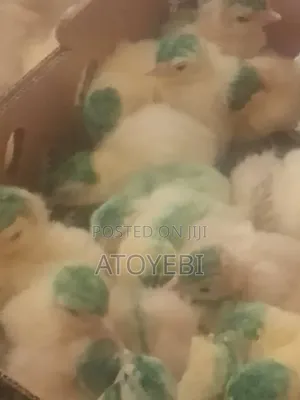 Day Old Local Turkey Is Available
