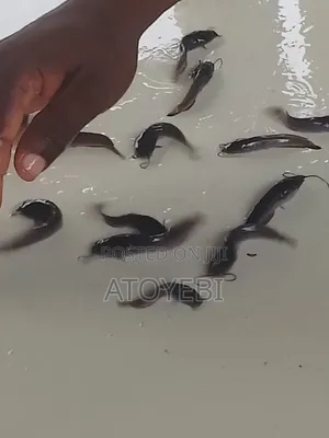 Invest in Catfish and Have Your 50% Profit Within 3 Month