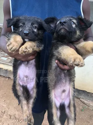 1-3 months Male Purebred German Shepherd
