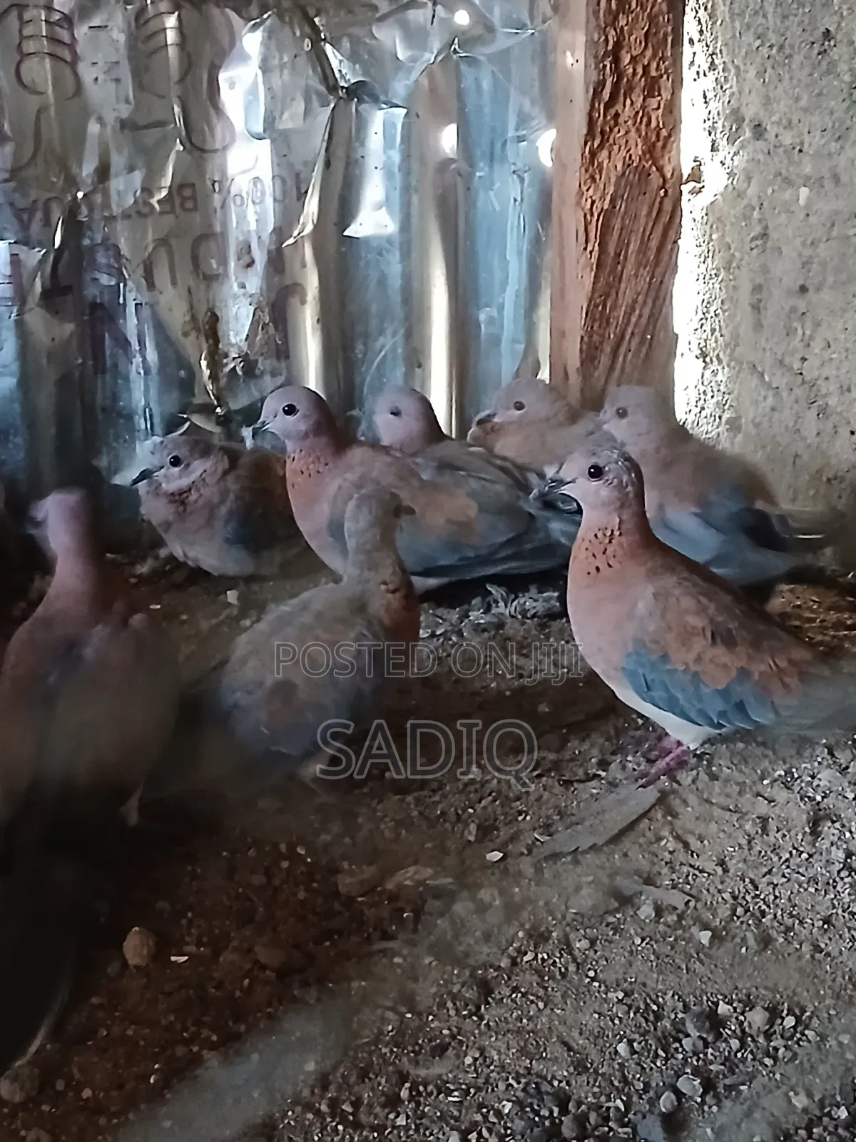 Dove Birds
