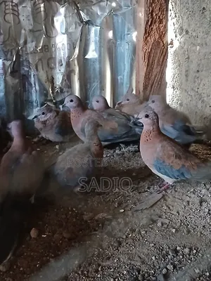 Dove Birds