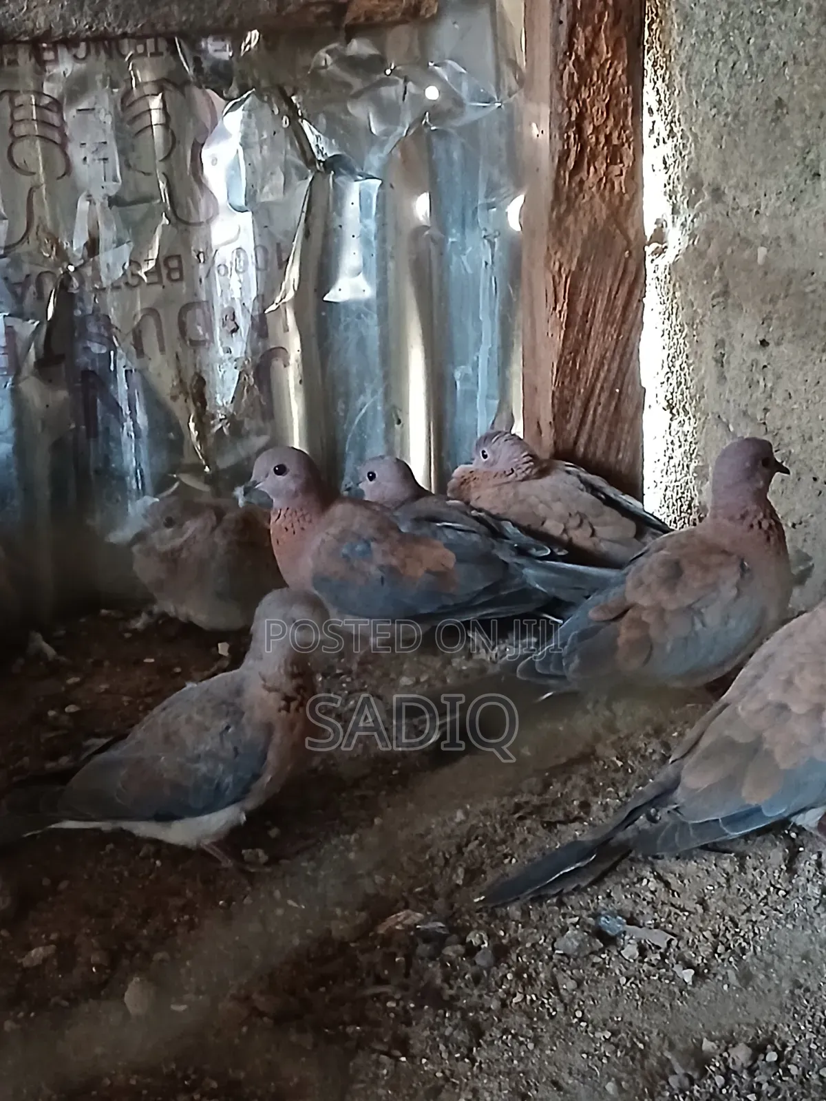 Dove Birds