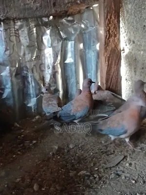 Dove Birds
