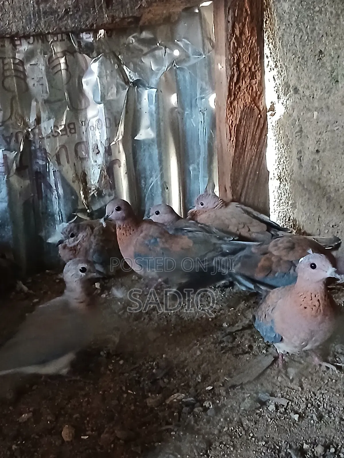 Dove Birds