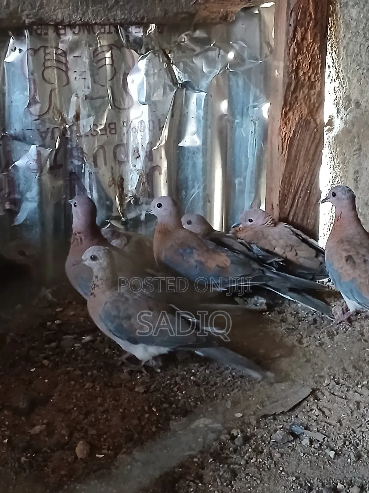 Dove Birds