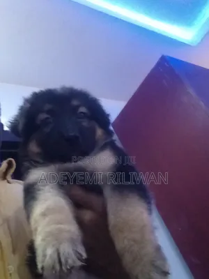 1-3 months Female Purebred German Shepherd