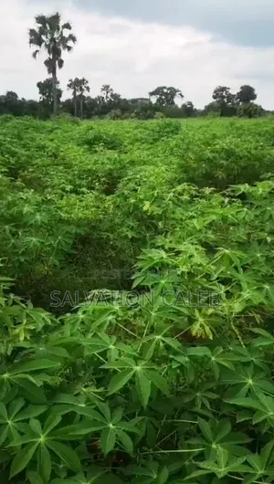 Premium Land for Sale in Mgbakwu, Awka North – Fix Hub Properties