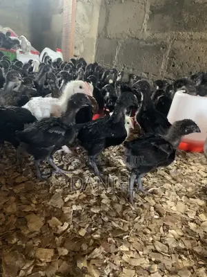 Oad Agric Consult