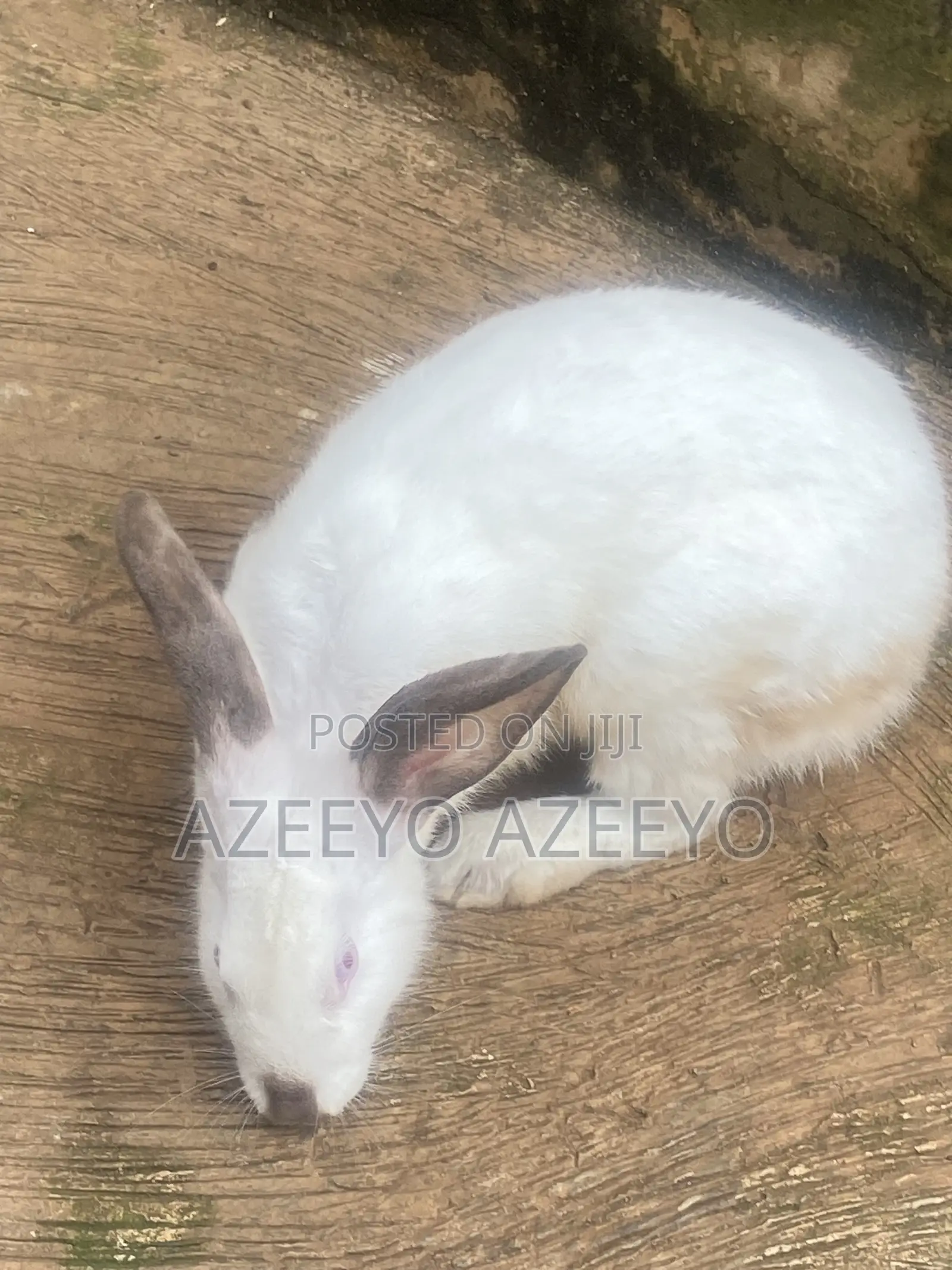 Rabbit for Sell