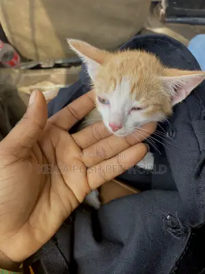 1-3 months Male Purebred American Shorthair
