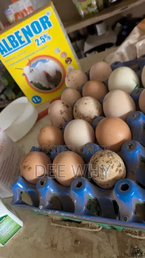 Brahma Eggs