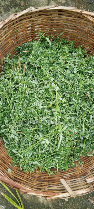 Stone Breaker Leaf (50g Powder)