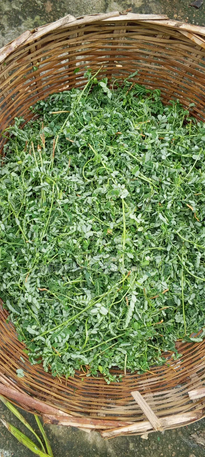 Stone Breaker Leaf (50g Powder)