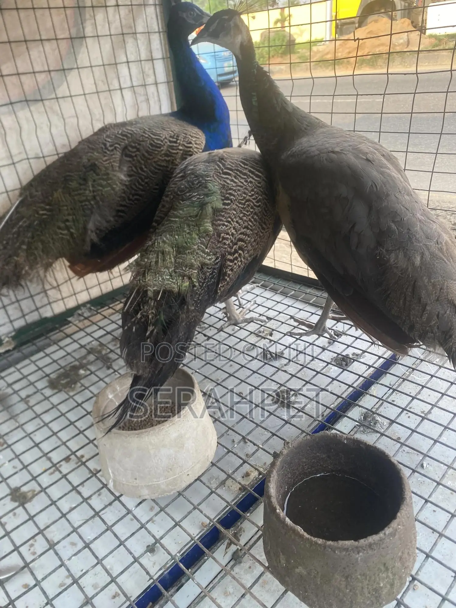 Peacock Birds Available for Sale