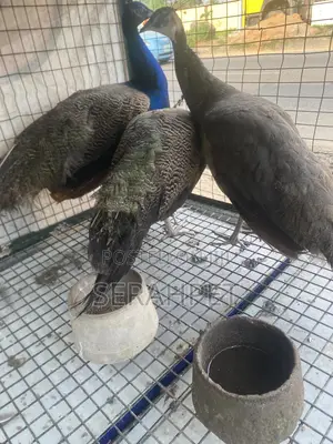 Peacock Birds Available for Sale