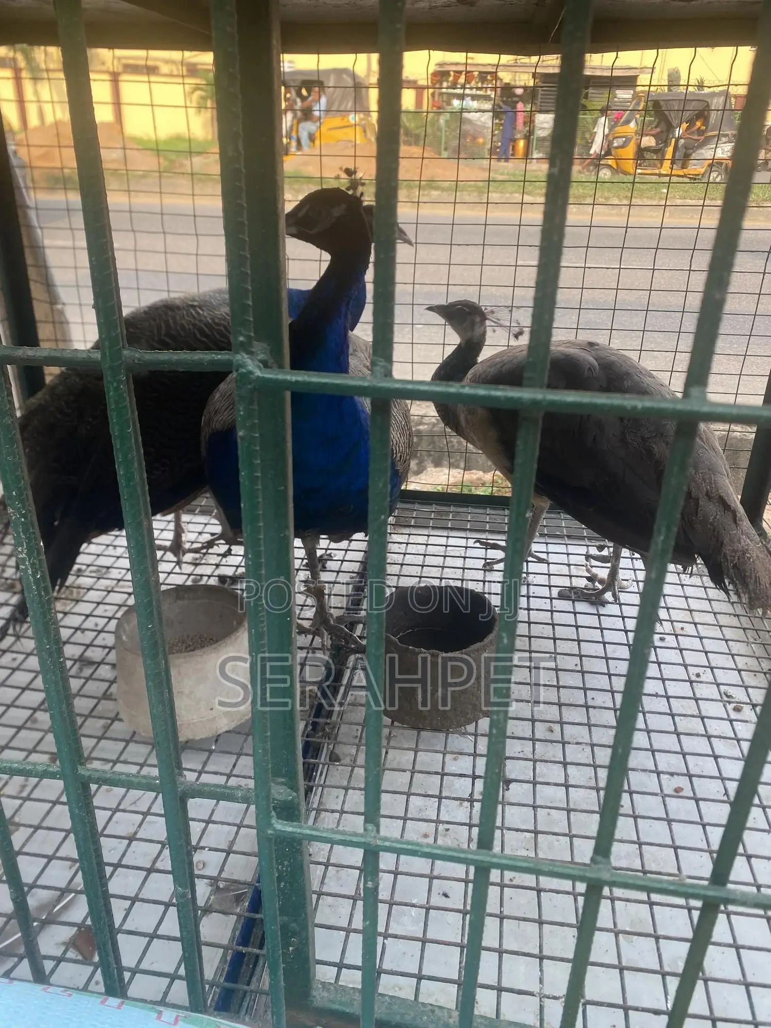 Peacock Birds Available for Sale